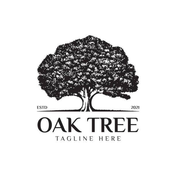 illustrations, cliparts, dessins animés et icônes de illustration du logo du chêne. silhouette vectorielle d’un arbre. - oak
