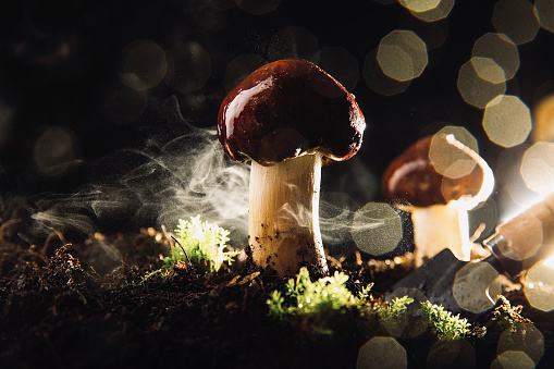 Mushrooms on moist soil after rain - stock photo