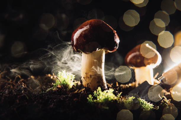 mushrooms on moist soil after rain - stock photo - spore imagens e fotografias de stock