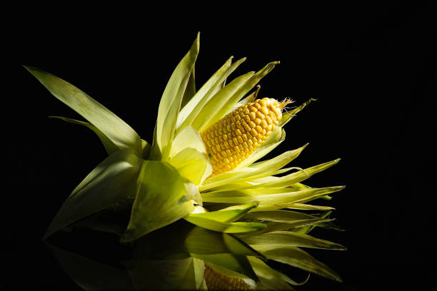 Corn on the cob with its leaves peeled back - stock photo