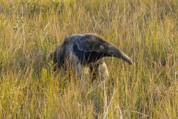 bandera del oso hormiguero en serra da canastra, estado de minas gerais, brasil - oso hormiguero fotografías e imágenes de stock