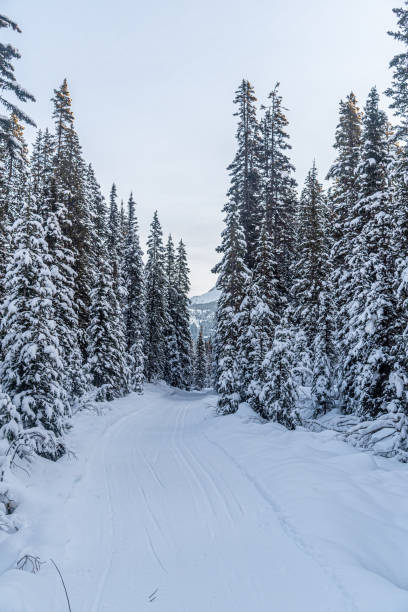 istock Winter forest in Banff Park 1437409208