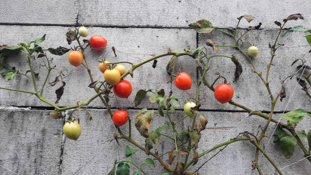 istock Ready  to harvest tomato plant against a brick wall 10 1437409439