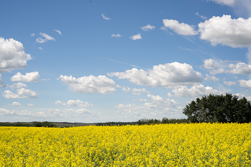 Horizontal shot of a canola field with trees and another field in the distance
