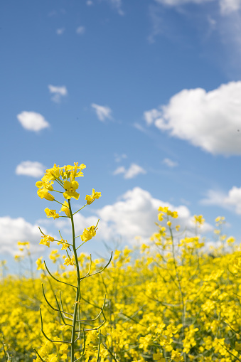 Vertical shot of a single canola flower in a field of canola on a sunny day