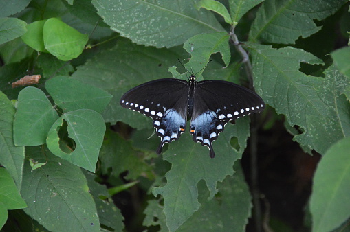 Black Pipevine Swallowtail Butterfly spread on green leaves.