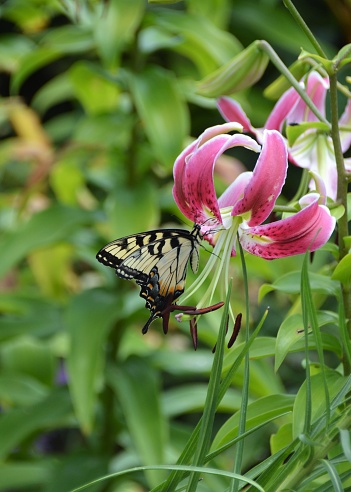 Yellow Swallowtail side view on Blooming Stargazer Lily
