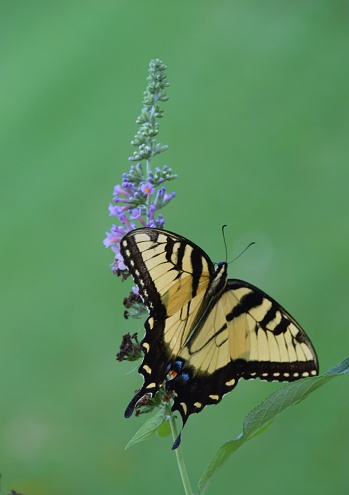 Yellow Swallowtail Butterfly spread on Blue Butterfly Bush