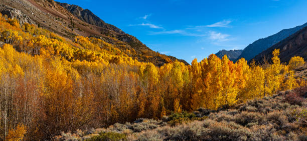 istock Fall colors in the Eastern Sierra 1437412081