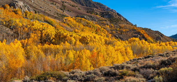 istock Fall colors in the Eastern Sierra 1437412089