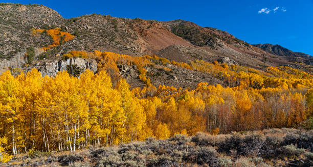 istock Fall colors in the Eastern Sierra 1437412100