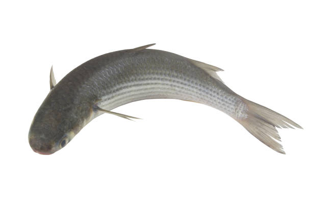 istock Grey mullet fish isolated on white background 1437413156