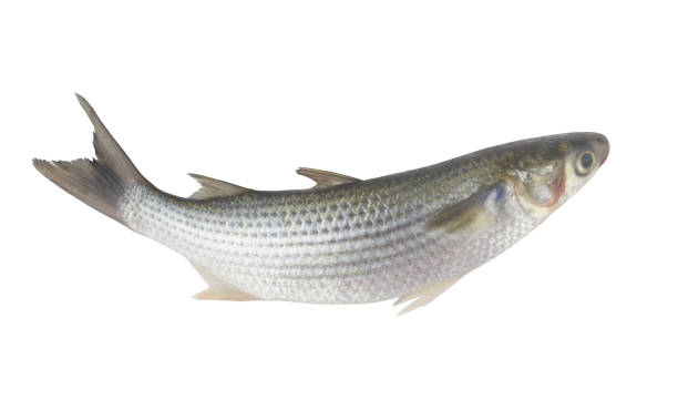 istock Grey mullet fish isolated on white background 1437413188