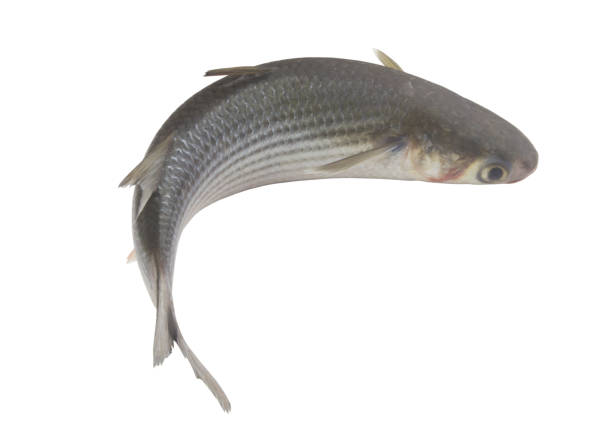 istock Grey mullet fish isolated on white background 1437413189