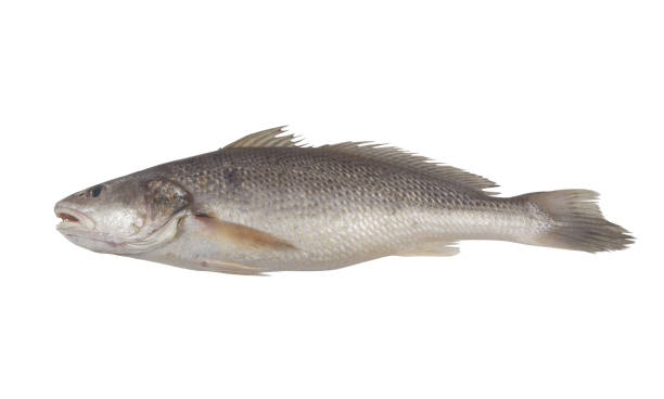 istock Raw jewfish isolated on white 1437416741