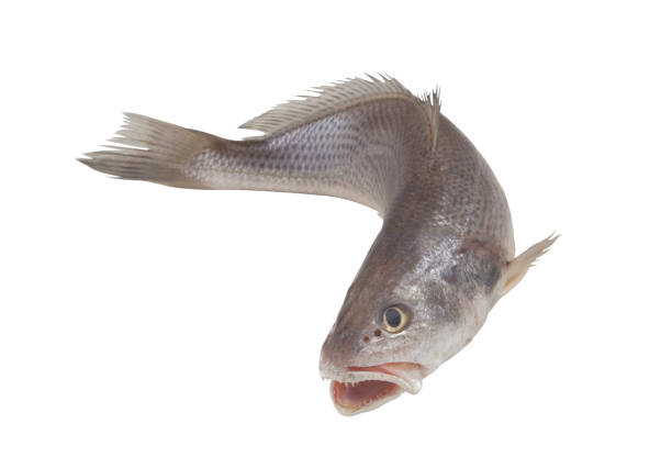 istock Raw jewfish isolated on white 1437416794