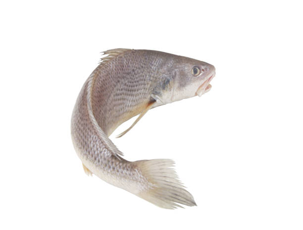 istock Raw jewfish isolated on white 1437417606
