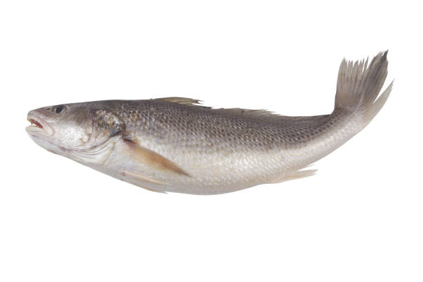 istock Raw jewfish isolated on white 1437417611