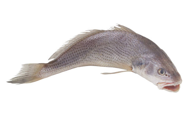 istock Raw jewfish isolated on white 1437417612