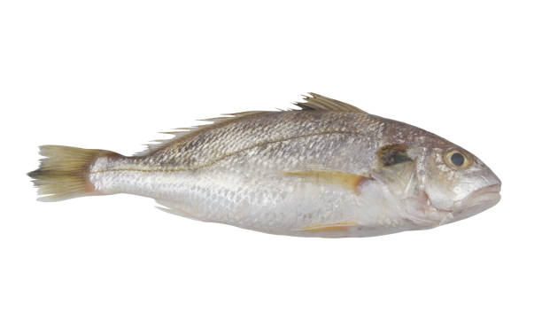 Croaker fish isolated on white Fresh croaker fish isolated on white background raw croaker fish stock pictures, royalty-free photos & images