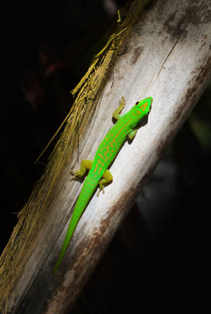 istock Green gecko,Phelsuma Astriata. 1437417776