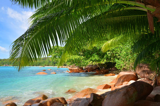 Anse Lazio beach in the island Praslin, Seychelles. Anse Lazio beach in the island Praslin, Seychelles, Indian Ocean, Africa. praslin island stock pictures, royalty-free photos & images