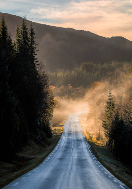 istock Road through a forest with fog at sunrise 1437417808