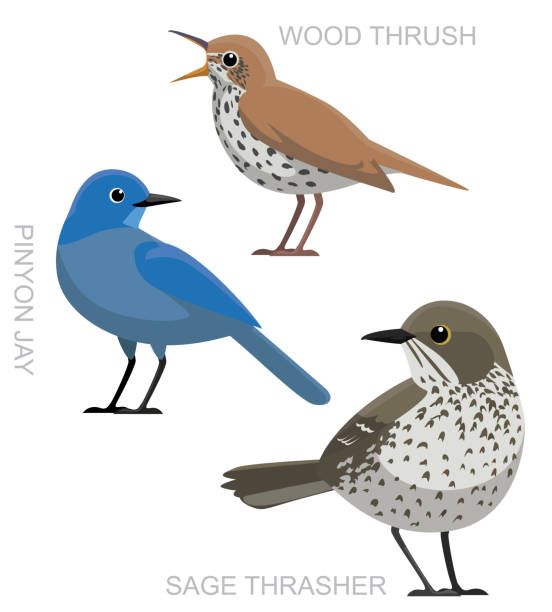 Cute Bird Sage Thrasher Pinyon Jay Wood Thrush Set Cartoon Vector Animal Cartoon EPS10 File Format pinyon jay stock illustrations