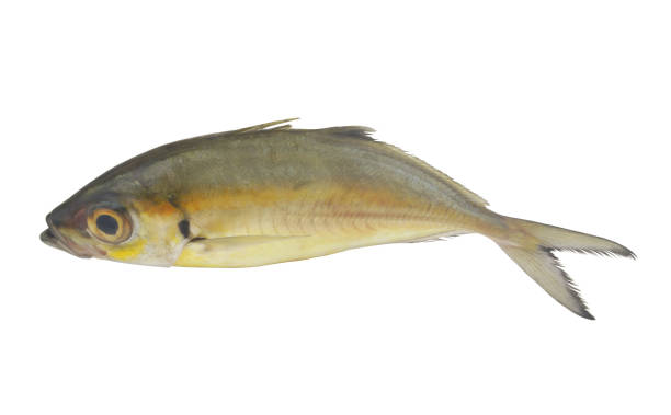 istock Bigeye scad fish isolated on white 1437419566