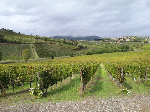 Vineyards on the hill around the town of Radda in Chianti, the core of Chianti Classico, siena province, Tuscany