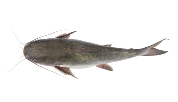poisson-chat de fleuve d'isolement sur le blanc - cat fish food photos et images de collection