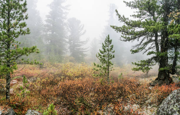 istock Wild forest, autumn nature, foggy 1437420817