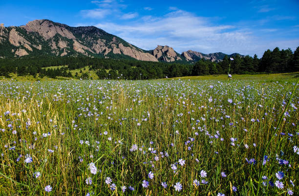 sfondo scenico montano flatirons. boulder, colorado. - flatirons colorado boulder mountain range foto e immagini stock