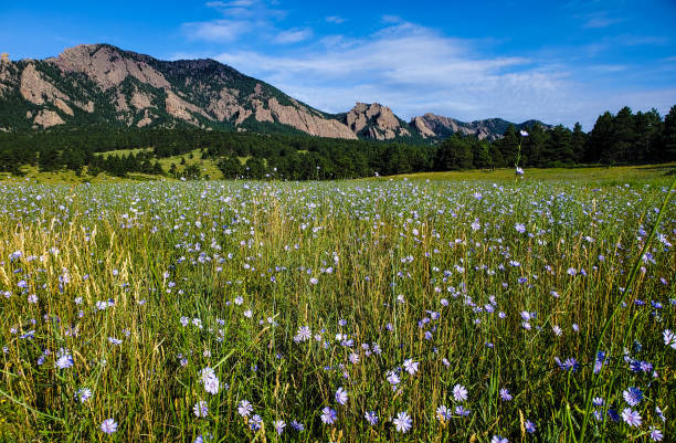 Flatirons scenic mountain backdrop. Boulder, Colorado. stock photo