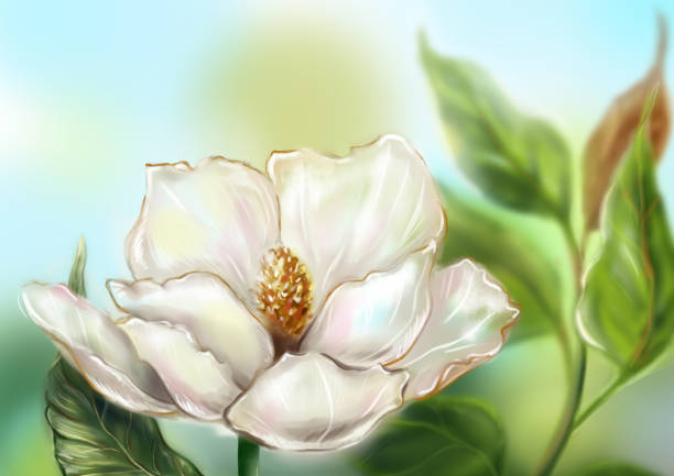 ilustrações de stock, clip art, desenhos animados e ícones de beautiful pearly white ivory magnolia flower leaf branch plant tree bush computer graphic digital watercolor art - focus on foreground magnolia branch blooming