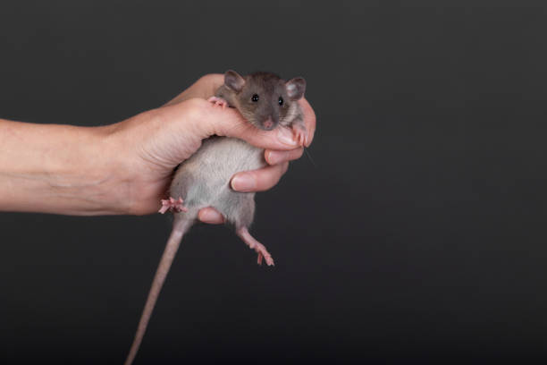 istock baby rat in human hand 1437427849