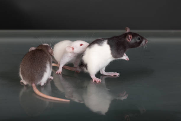 a rat eating nuts