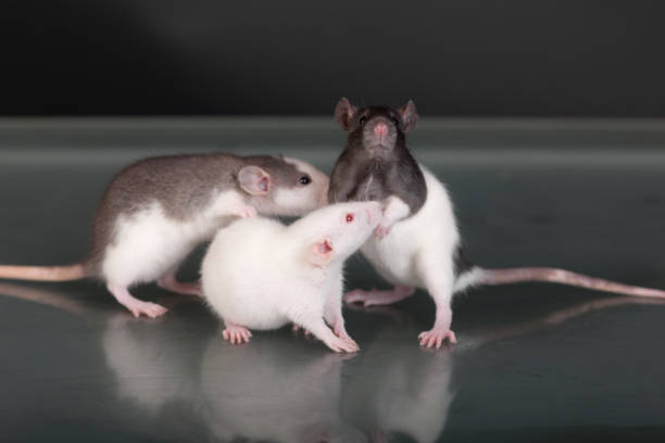 istock pet baby rats on a glass 1437427871