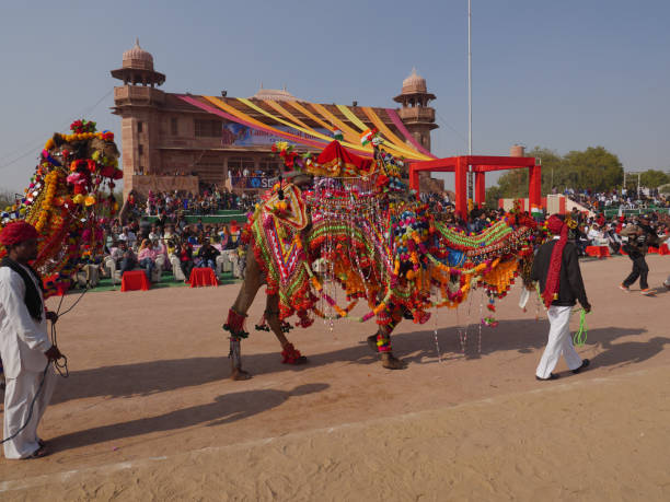 decorated camel at top india’s camel festival “bikaner camel festival”. - jaisalmer imagens e fotografias de stock