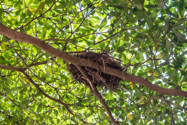 나무 아래에 매달려있는 새 둥지의 모습 - dependency animal nest robin bird 뉴스 사진 이미지