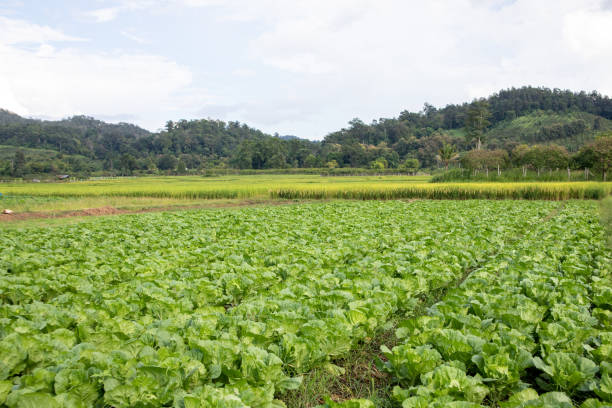 Beautiful Chinese Cabbage field and nature background