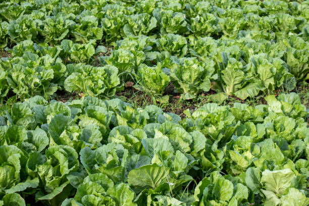 istock Chinese Cabbage in abundance in the field 1437430362