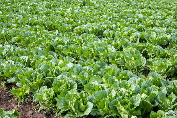 Chinese Cabbage in abundance in the field