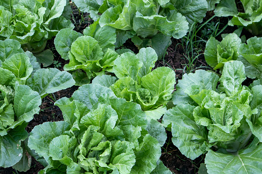 Chinese Cabbage in abundance in the field