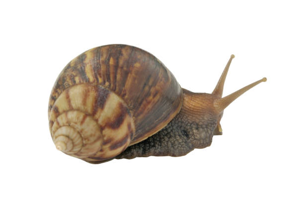 istock Garden snail isolated on white 1437434043