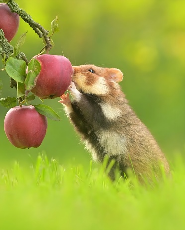Eating a apple