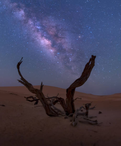 istock milky way behind dead tree in the desert of empty quarter. 1437435647