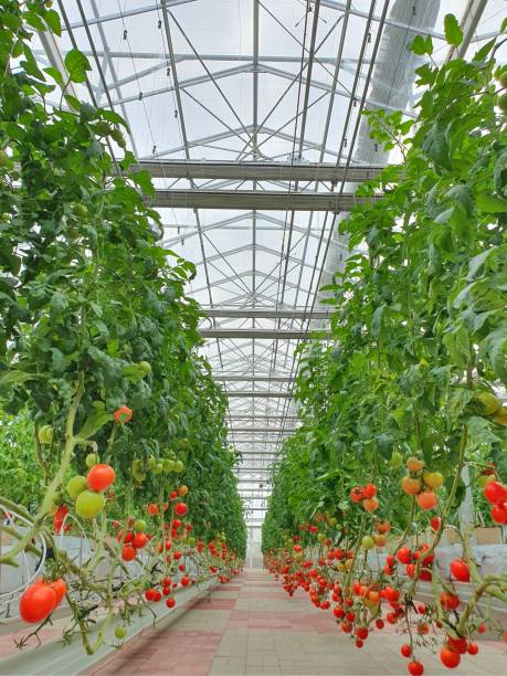 les tomates colorées (légumes et fruits) poussent dans la ferme intérieure / ferme verticale. - greenhouse industry tomato agriculture photos et images de collection