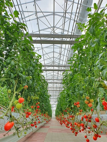 Vertical farming is sustainable agriculture for future food.