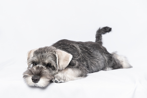 Sad white-gray schnauzer dog lies on a white background, copy space. Sad puppy miniature schnauzer. Sleepy puppy. The puppy is sad without a master. puppy training